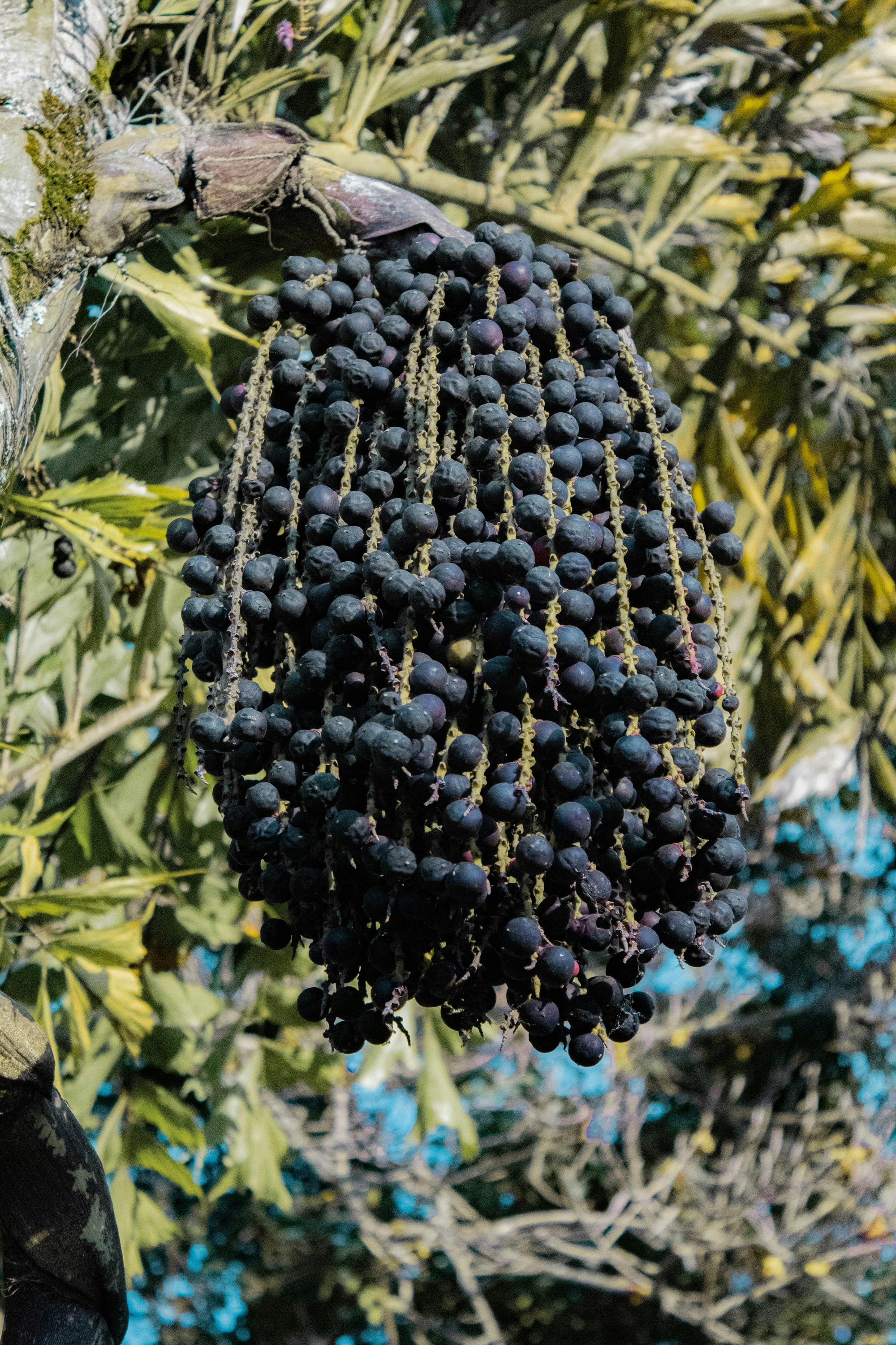 Como o nano açaí (óleo de açaí) é usado para tratar peles maduras?